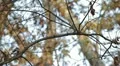 Beautiful Great Tit, Parus Major in Nature, Forest, Landscape HD Footage