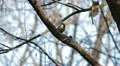 Beautiful Great Tit, Parus Major in Nature, Forest, Landscape HD Footage