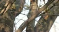 Beautiful Great Tit, Parus Major in Nature, Forest, Landscape HD Footage