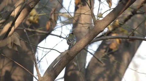 Beautiful Great Tit, Parus Major in Nature, Forest, Landscape Stock Footage