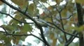 Beautiful Great Tit, Parus Major in Nature, Forest, Landscape HD Footage