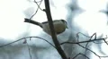 Beautiful Great Tit, Parus Major in Nature, Forest, Landscape HD Footage