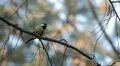 Beautiful Great Tit, Parus Major in Nature, Forest, Landscape HD Footage