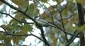 Beautiful Great Tit, Parus Major in Nature, Forest, Landscape HD Footage