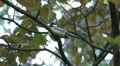 Beautiful Great Tit, Parus Major in Nature, Forest, Landscape HD Footage