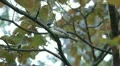 Beautiful Great Tit, Parus Major in Nature, Forest, Landscape HD Footage