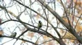 Beautiful Great Tit, Parus Major in Nature, Forest, Landscape HD Footage