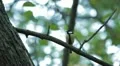 Beautiful Great Tit, Parus Major in Nature, Forest, Landscape HD Footage
