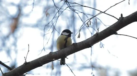 Beautiful Great Tit, Parus Major in Nature, Forest, Landscape Stock Footage 9620518