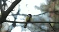 Beautiful Great Tit, Parus Major in Nature, Forest, Landscape HD Footage