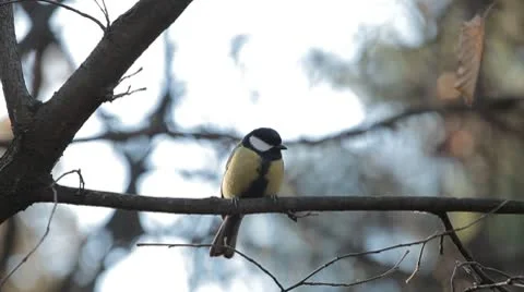 Beautiful Great Tit, Parus Major in Nature, Forest, Landscape Stock Footage