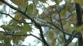 Beautiful Great Tit, Parus Major in Nature, Forest, Landscape HD Footage