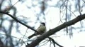 Beautiful Great Tit, Parus Major in Nature, Forest, Landscape HD Footage