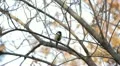 Beautiful Great Tit, Parus Major in Nature, Forest, Landscape HD Footage