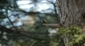 Beautiful Great Tit, Parus Major in Nature, Forest, Landscape HD Footage