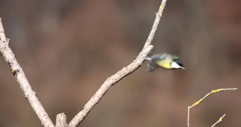 Beautiful Great Tit perched on a tiny twig of a tree and soaring slow motion Stock Footage 239390136