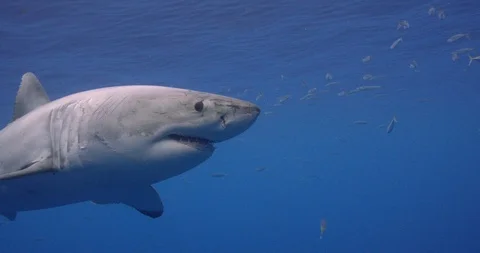 Beautiful Great White Shark Stock Footage