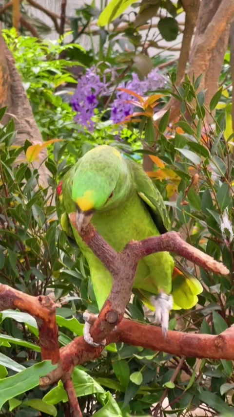 A beautiful green amazon parrot perched on a branch in a lush garden Видео 334824636