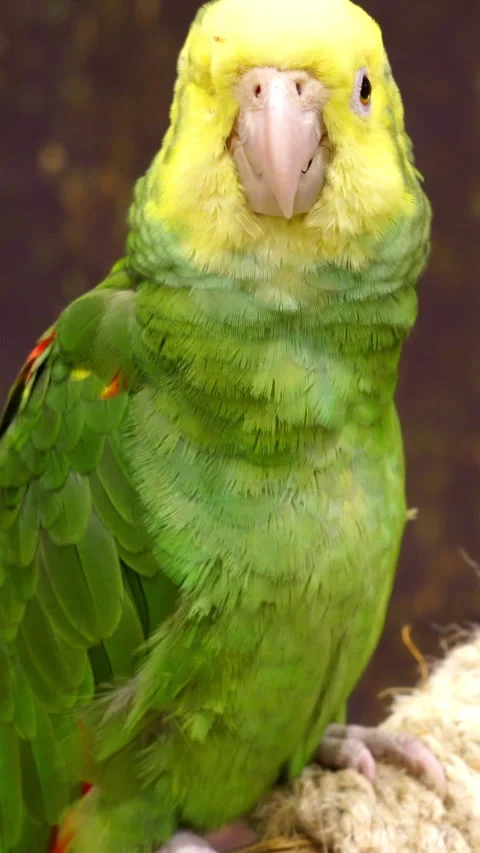 Beautiful green Amazon Parrot with white head and one blind eye in sanctuary  Stock-Footage 334670108