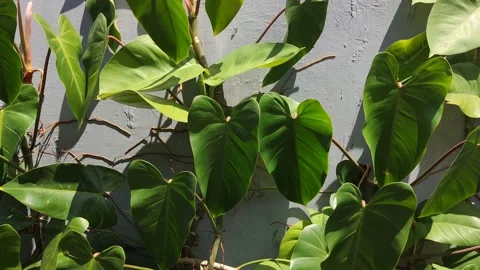 Beautiful green and shadow leaf with wind 動画素材 229899653