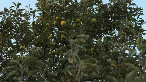 Beautiful green apple tree Stock Footage 163908027