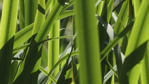 Beautiful green back-lit flat leaf reeds - focus rack - very close up. 4K tripod Stock Footage 249090725