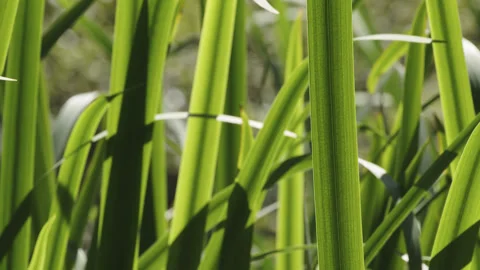 Beautiful green back-lit flat leaf reeds sway in the wind - close up. 4K tripod Stock Footage 249097823