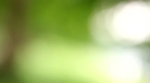 Beautiful green background, diffuse blurred nature Stock Footage 61172910