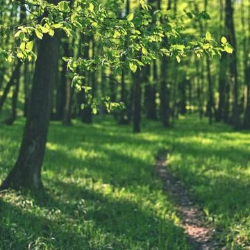 Beautiful green background with forest. Spring nature with trees. Colorful ba Stock-Fotos