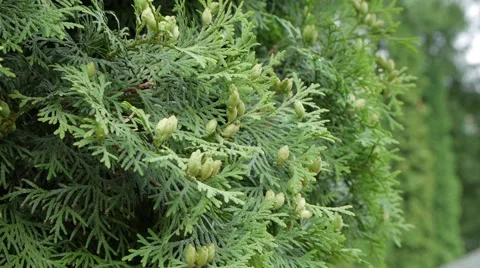 Beautiful green background of thuja tree 스톡 동영상 51663440