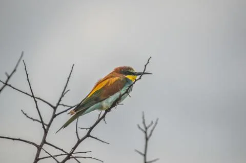 Beautiful green bee-eater perched on a tree with no leaves during an African  Stock Photos