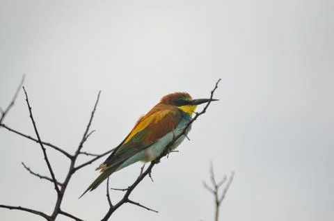 Beautiful green bee-eater perched on a tree with no leaves during an African  Stock Photos