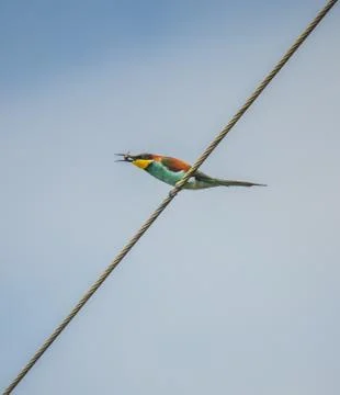 Beautiful green bee-eater perched on a tree with no leaves during an African  Stock Photos