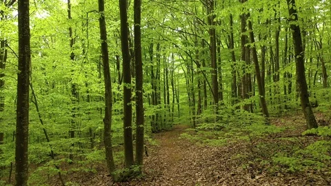 Beautiful green beech forest in summer Видео 107336320