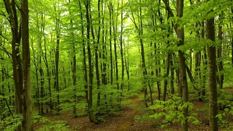 Beautiful green beech forest in summer 스톡 동영상 107337748