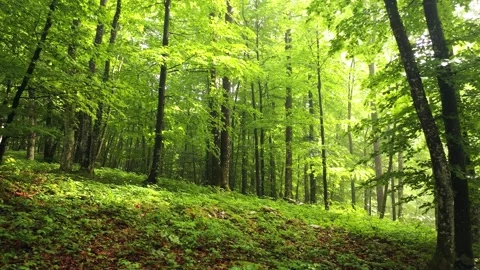 Beautiful green beech tree forest drone shot Stock Footage 341830147