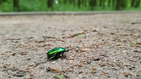 A beautiful green beetle crawls in front of the camera from left to right Stock Footage 147551742
