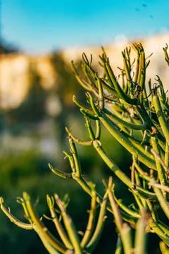 Beautiful green on a blurred background Stock-Fotos