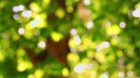 Beautiful green Bokeh Stock Footage 10915934