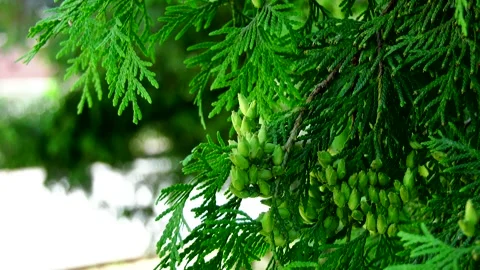 Beautiful green branches swaying in the wind close-up Stock Footage 337427307