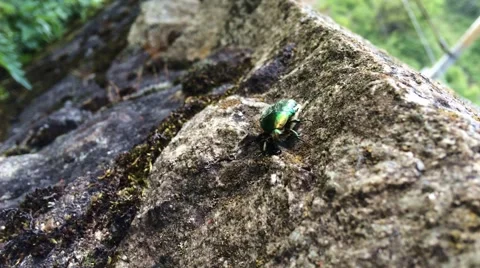 Beautiful green bug walking slowly on a rock outside Stock Footage 63100725