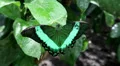 Beautiful green butterfly sit on wet green leaf in jungle HD Footage