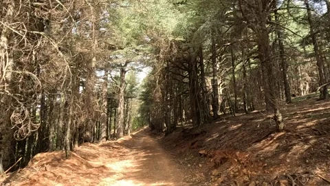 Beautiful green cedar forest 動画素材 243409489