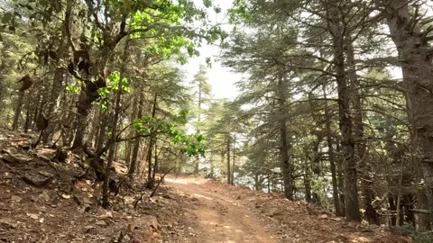 Beautiful green cedar forest 動画素材 243409716