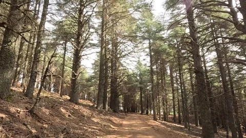 Beautiful green cedar forest 動画素材 243410323