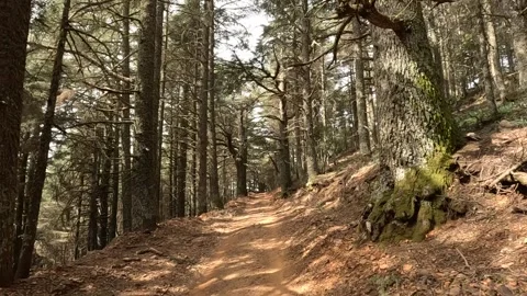 Beautiful green cedar forest 動画素材 243411061