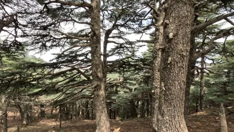 Beautiful green cedar forest 動画素材 243482814