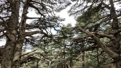 Beautiful green cedar forest 動画素材 243482854