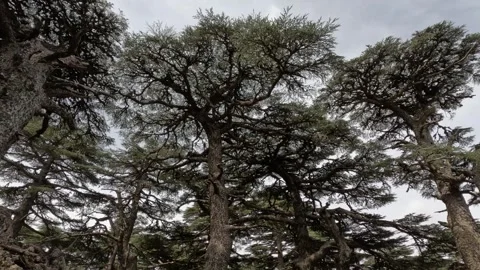 Beautiful green cedar forest 動画素材 243482944