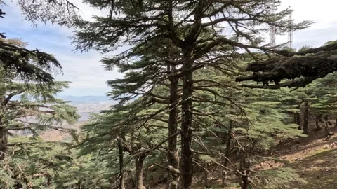 Beautiful green cedar forest Stock Footage 243483086
